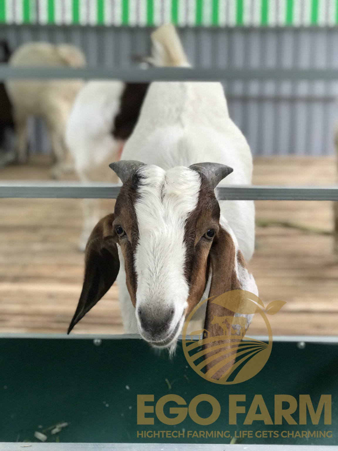 treatment for arthritis in goats treatment for arthritis in goats