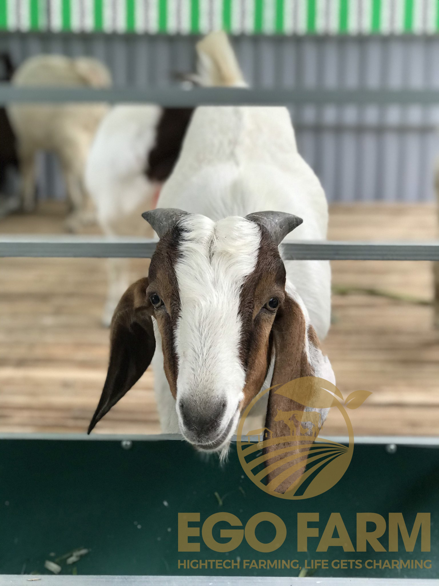 PREVENTTON AND TREATMENT OF FUNGAL SKIN DISEASES IN GOATS.