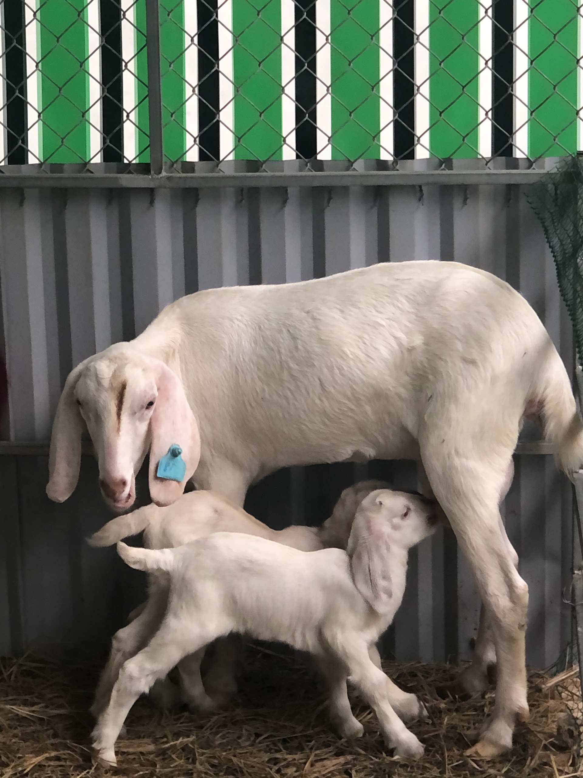 SOME COMMON DISEASES IN BABY GOATS AT THE TIME OF THE SEASON